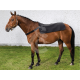 MATERIEL Protège dos Back Warmer Back On Track