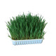 HERBE A CHAT 100G