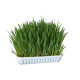 HERBE A CHAT 100G