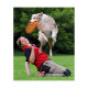 JOUET CHIEN DOG DISC