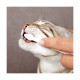 BROSSE A DENTS CHATX2DENTIFRICE
