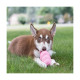 JOUET KONG PUPPY SMALL