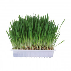 HERBE POUR RONGEURS 100G