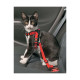 MATERIEL Harnais de sécurité voiture pour chat