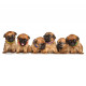 Collier d'identification chiot