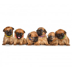 Collier d'identification chiot