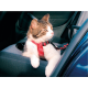 MATERIEL Harnais de sécurité voiture pour chat