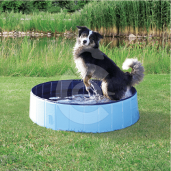 Piscine pour chien