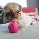 Jouet chien Pop : Ball