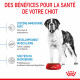 Dog Junior Giant