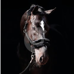 Licol ClassicSoft en nylon pour chevaux