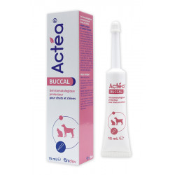 Actea Buccal