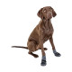 CHAUSSURES CHIEN ACTIVE M X2