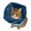 Tonivet Chaton Poulet