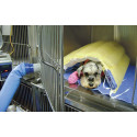 Collier Ruffwear Front Range