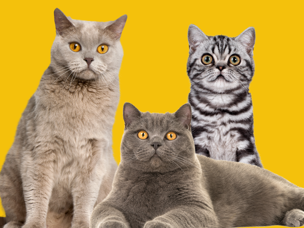British Shorthair