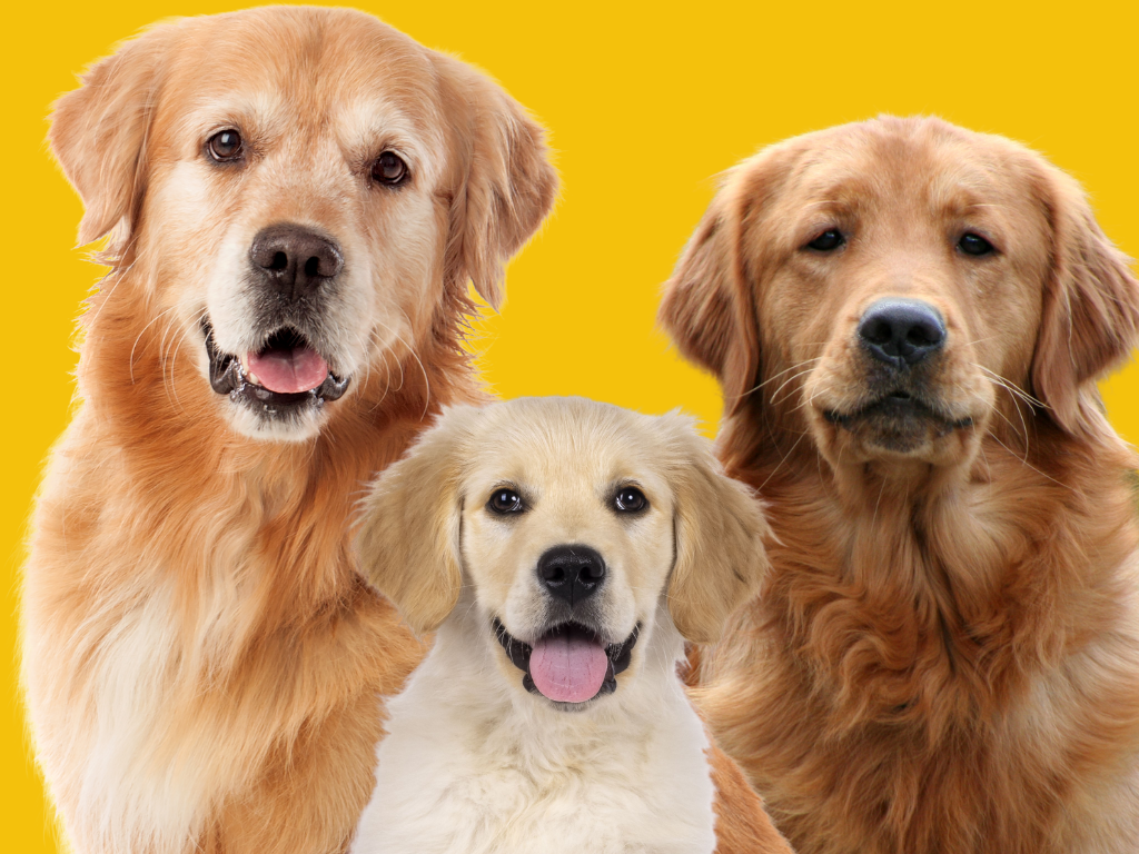 Golden retriever