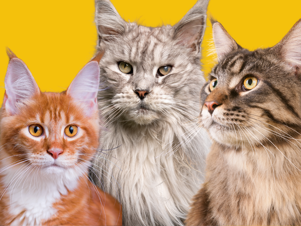 Maine coon 