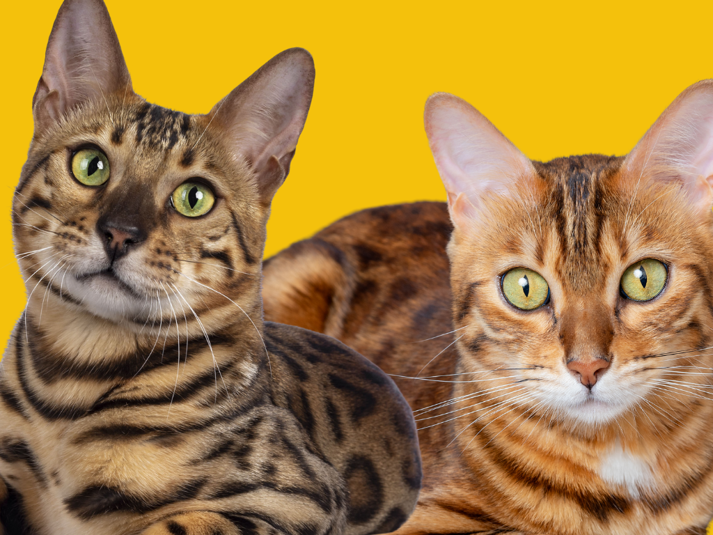 Bengal