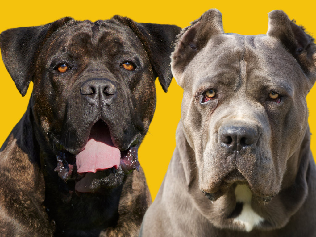 Cane corso