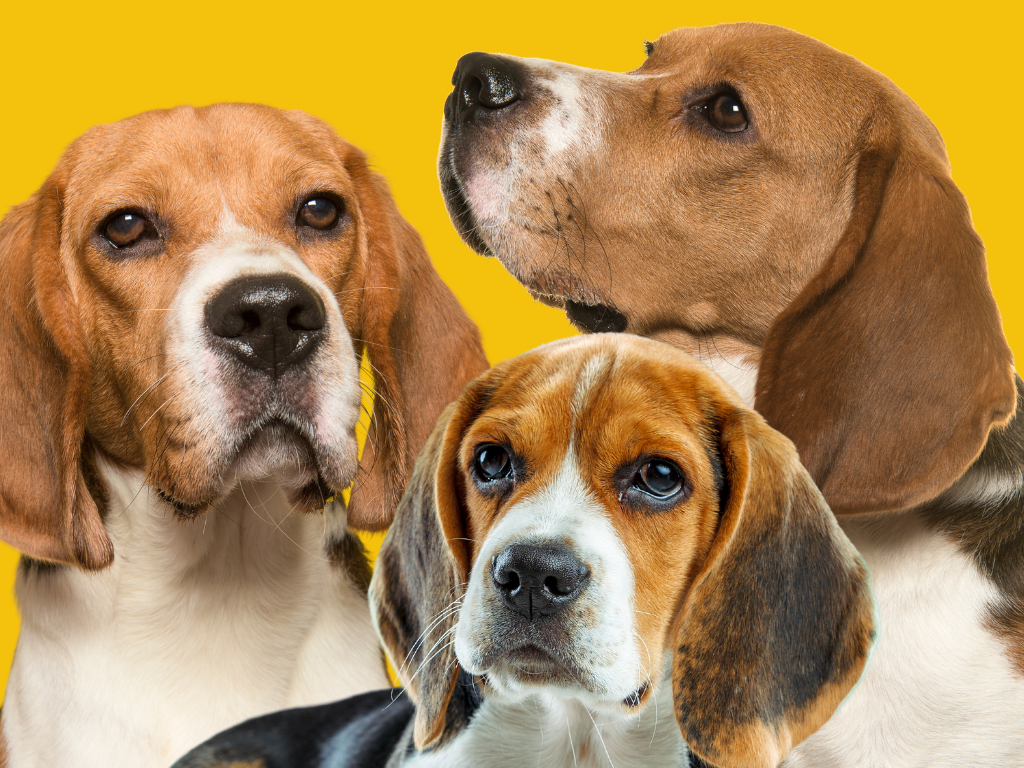 Beagle