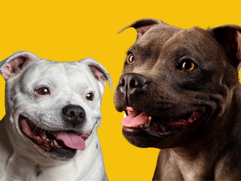 Staffordshire Bull terrier