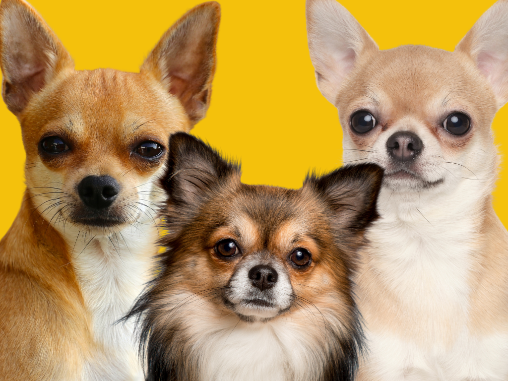 Chihuahua