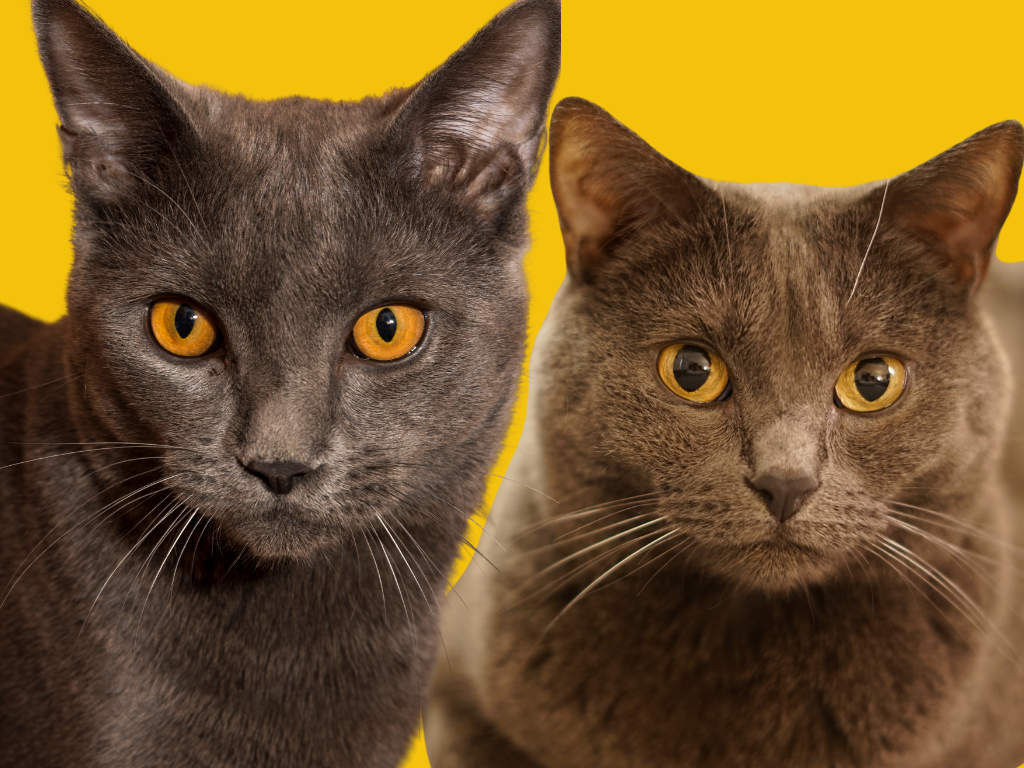 Chartreux
