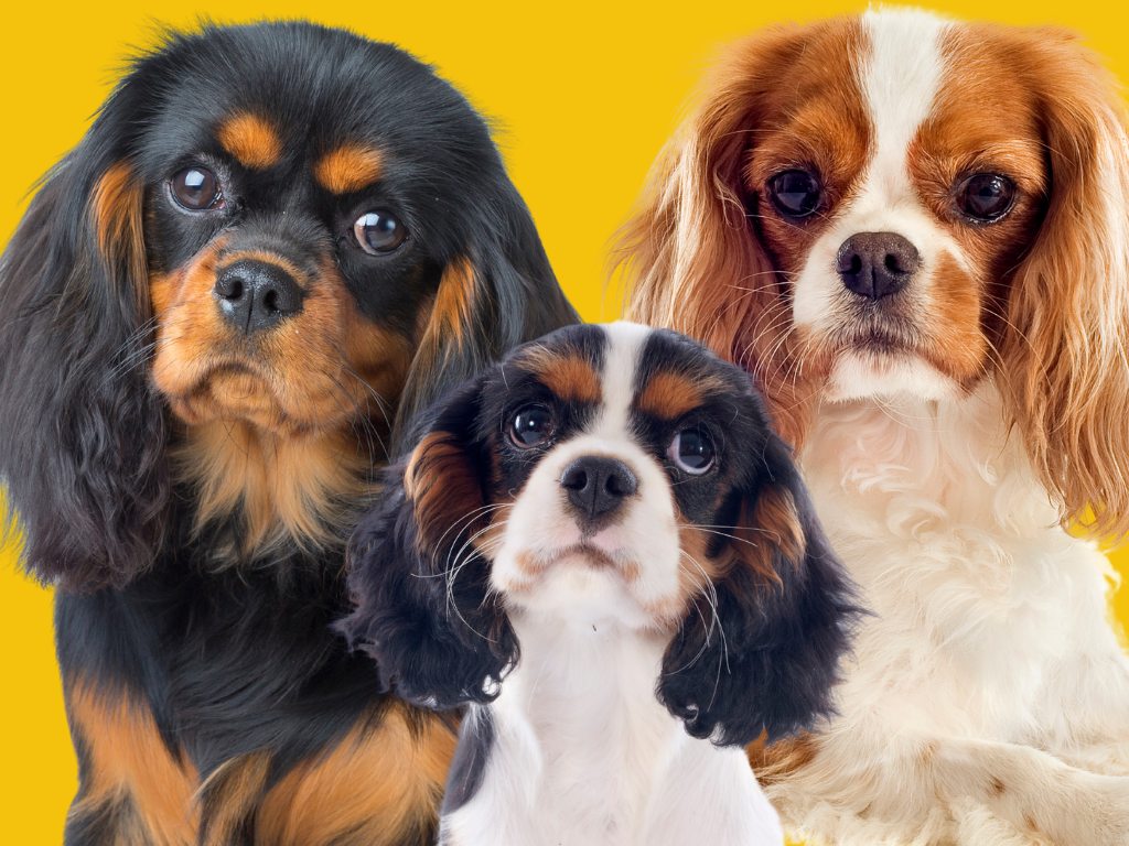 Cavalier king charles