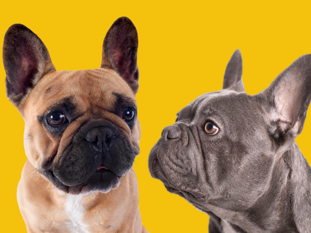 Bouledogue français