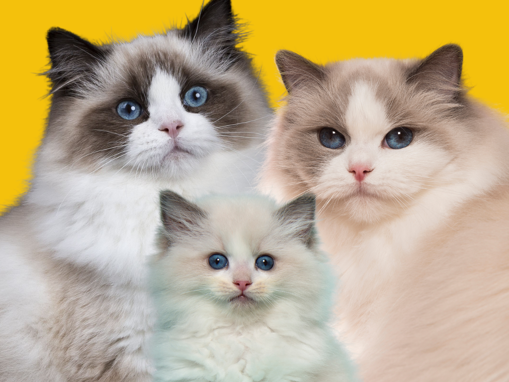 Ragdoll