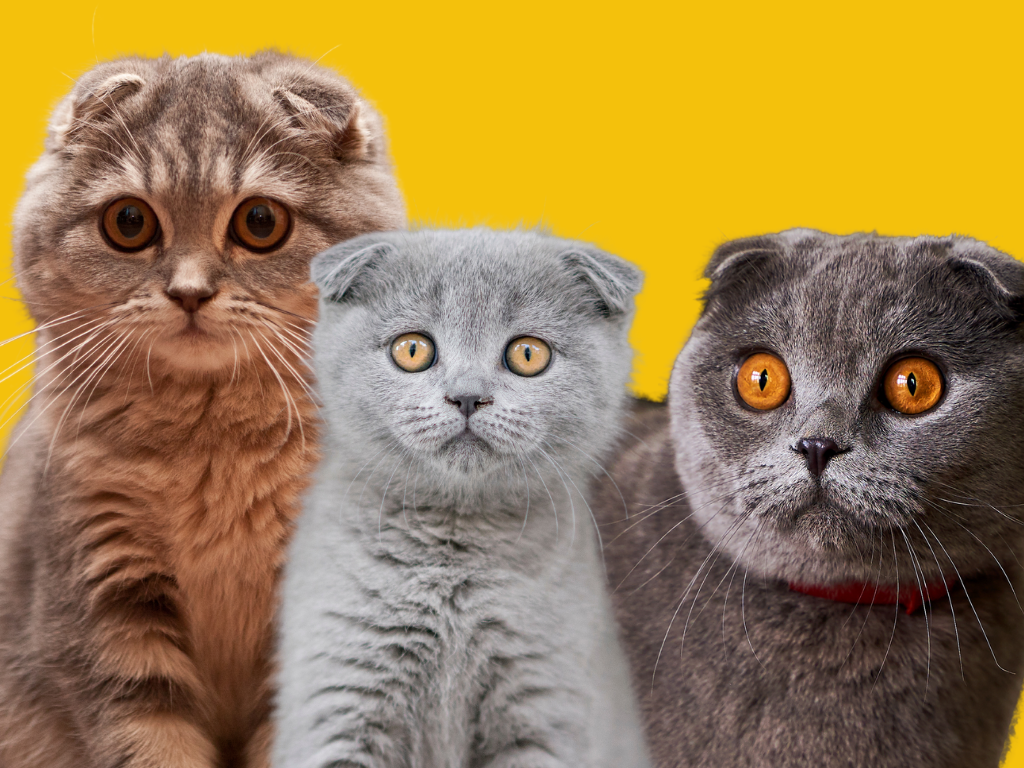 Scottish fold