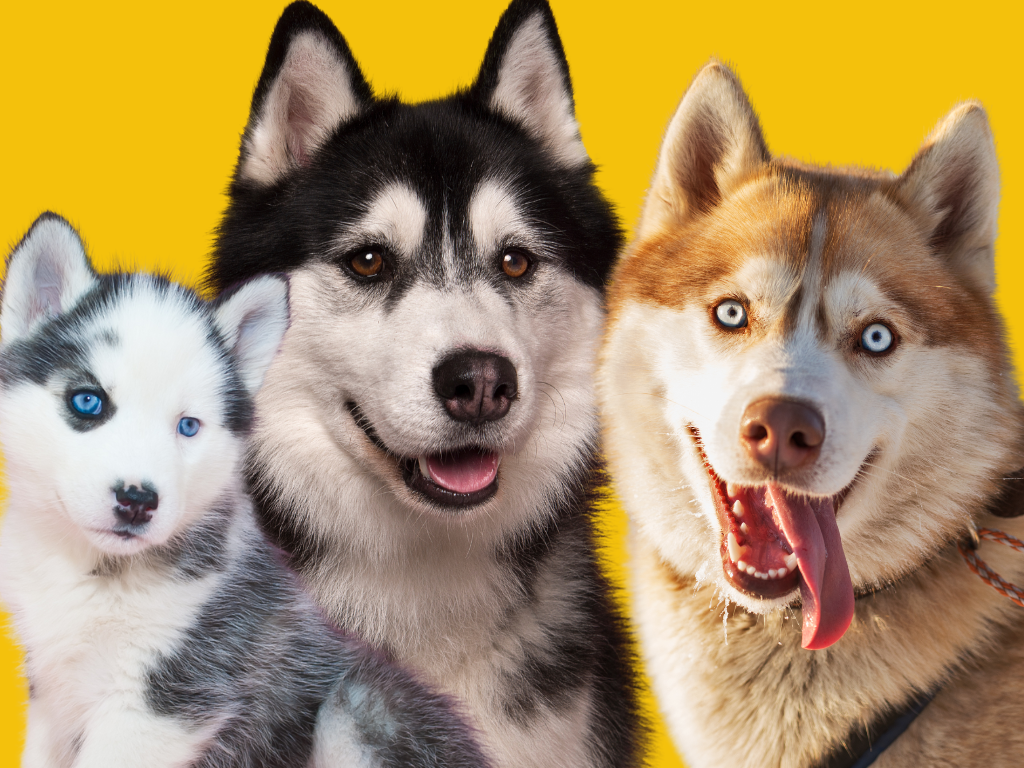 Husky