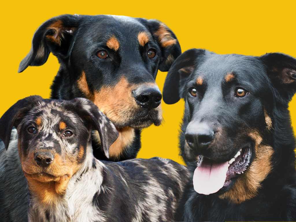 Beauceron