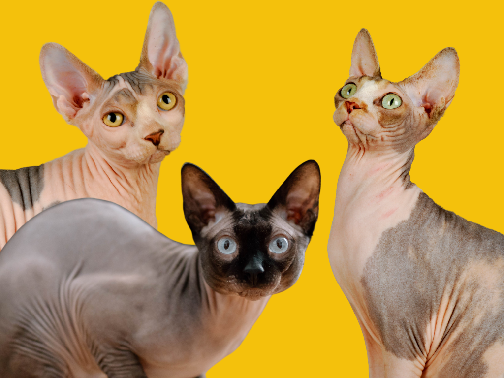 Sphynx